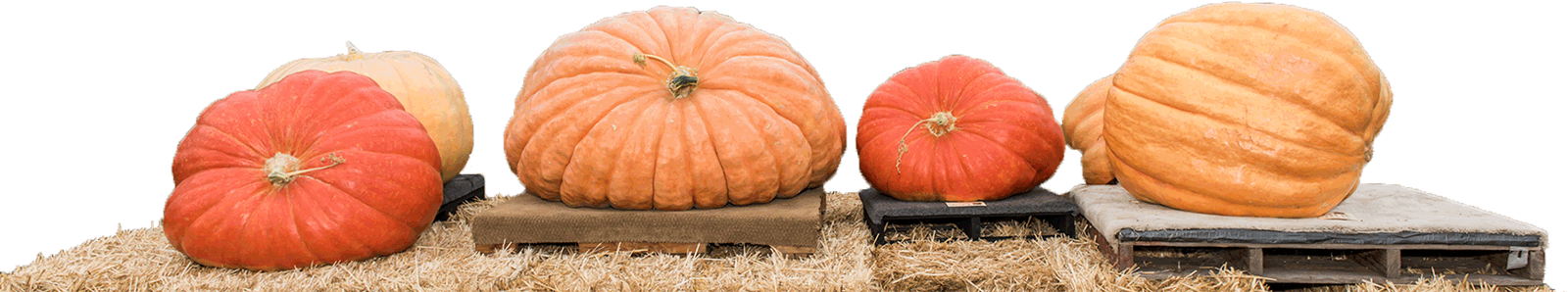 palettes of weigh off contestant pumpkins