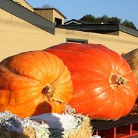 2018 Pumpkin Weigh-Off giant pumpkins lineup