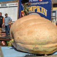 Jeff Uhlmeyer awaits weighing of winning mega-gourd