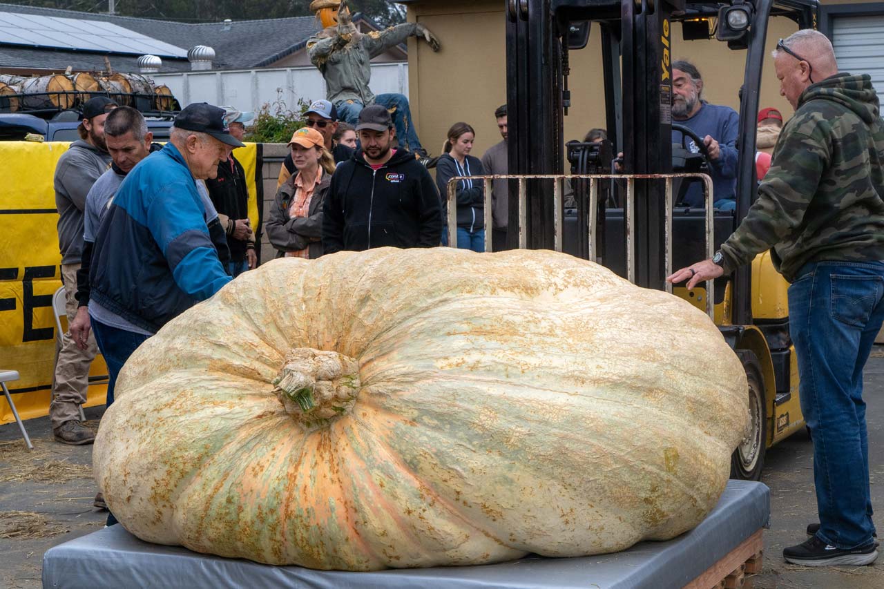 massive pumpkin on forklift for transport