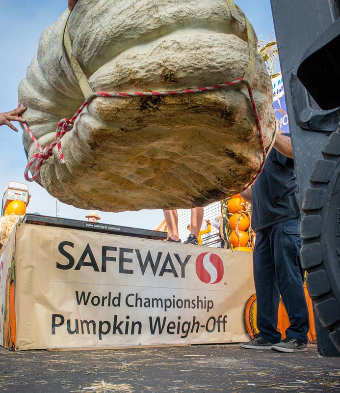 2015 Weigh-off pumpkin being lifted onto scale closeup