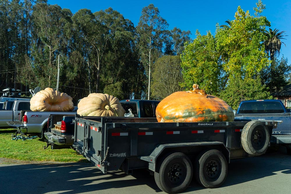 2020 pumpkin weigh-off contenders