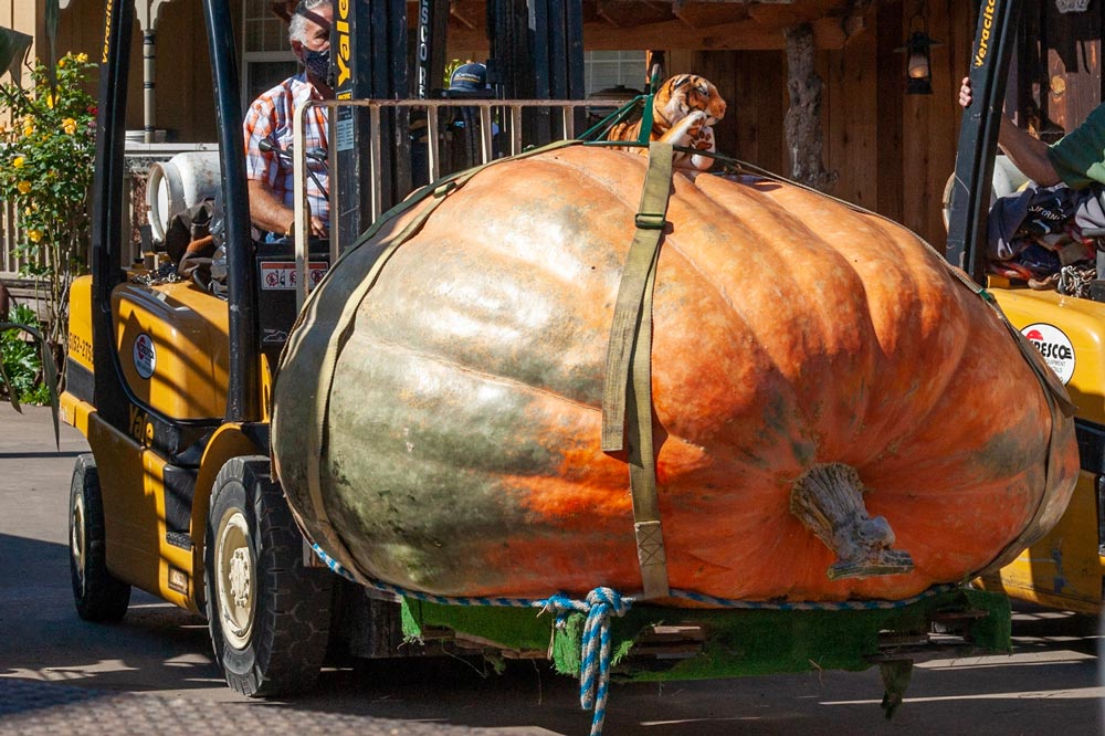 What Is The Average Pumpkin Weight?  