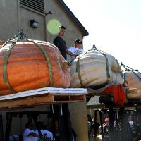 2018 Pumpkin Weigh-Off top 4 giant pumpkins