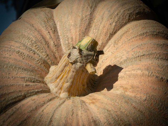 Giant pumpkin stem end closeup