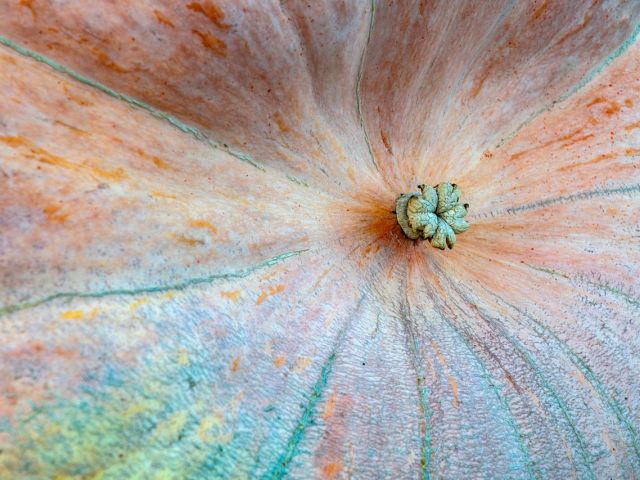 Giant pumpkin flower end closeup