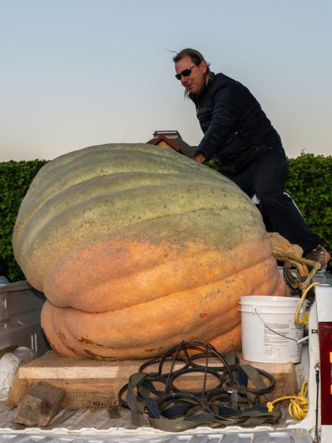 Grower at dawn with his giant gourd