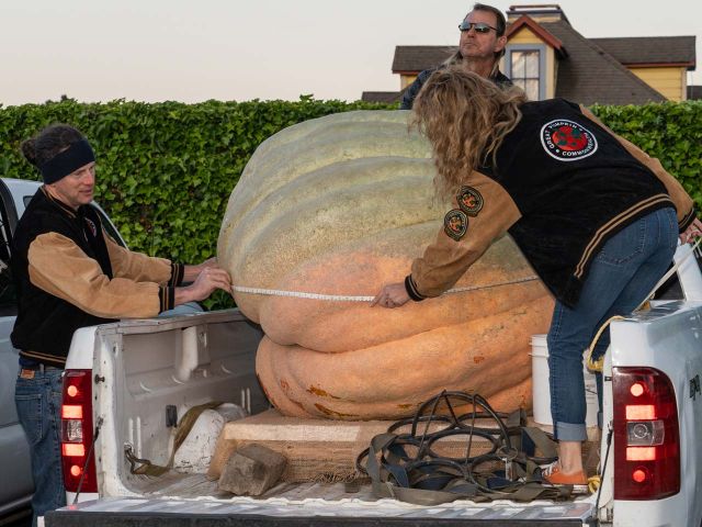 Growers and officials carefully measure the behemoth gourds