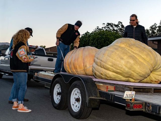 Growers and officials measuring giant pumpkins