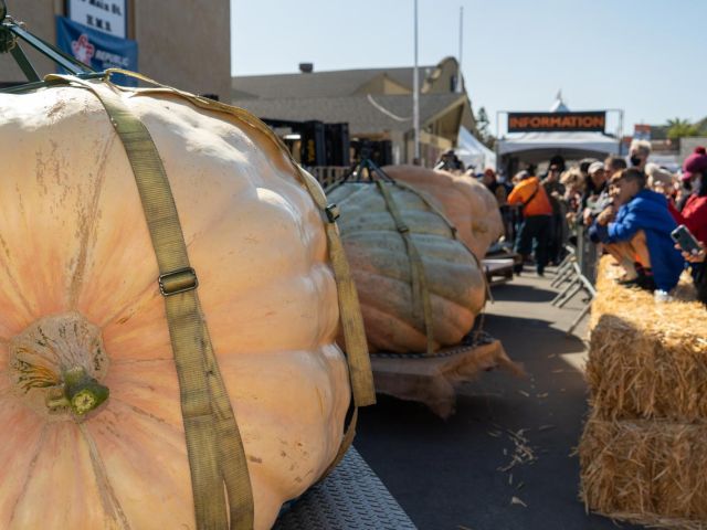 Top three heaviest pumpkins lineup