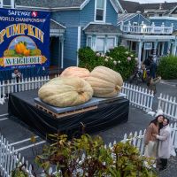 Weigh-Off heaviest 3 pumpkins