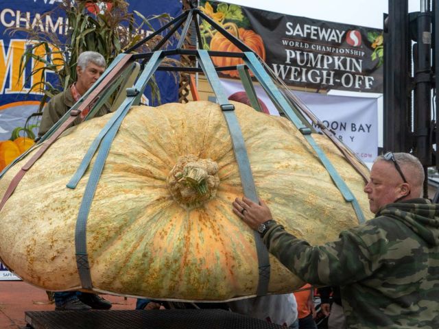 Carefully lowering giant pumpkin onto scale