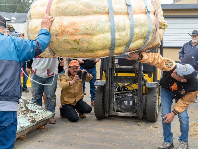 Officials inspect giant pumpkin exterior