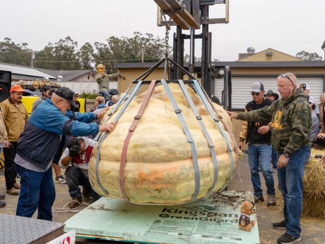 Transporting giant pumpkin from forklift to scale