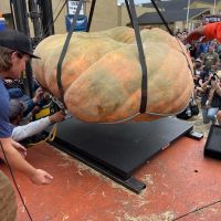 Winning pumpkin hoisted onto official scale